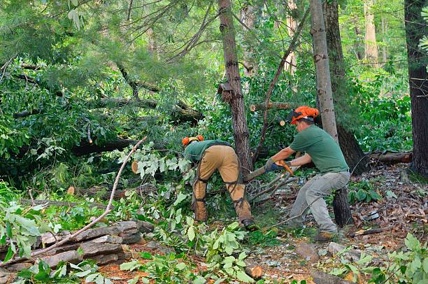 Best Storm Damage Tree Cleanup  in Au Sable, MI