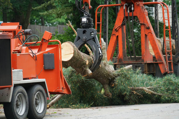 Best Lawn Grading and Leveling  in Au Sable, MI